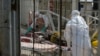 Jahon sog'liqni saqlash tashkiloti: Ebolaga qarshi vaqtida chora ko'rmadik