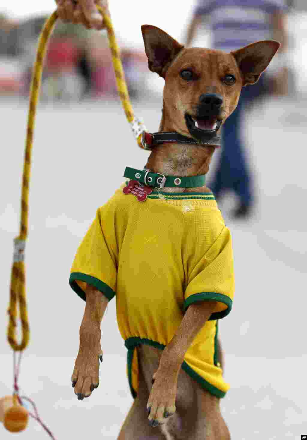 Braziliya milliy terma jamoasi kiyimini kiyib olgan kuchuk, Sao Paulo, 7-iyun, 2014-yil.