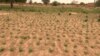 Wani yanki na Jamhuriyar Nijar da aka samu karancin ruwan sama a daminar bara