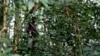 FILE - A fighter from the FDLR rebel group, which is being hunted by the Rwandan and Congolese armies, stands guard deep in the bush of eastern Congo.