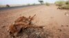 Cattle decompose under the Saharan sun outside the town of Ayoun el Atrous in Mauritania, May 20, 2012. 