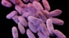 FILE - This illustration released by the Centers for Disease Control and Prevention shows a group of antibiotic-resistant bacteria. 