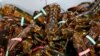 EU Parliament Backs Lobster Deal And EU-US Mini Trade Pact 