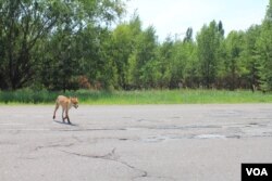 Chernobil, Ukraina