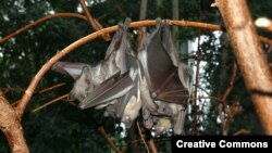 Straw-colored fruit bats rest together at Berlin’s Zoological Garden. (Fritz Geller-Grimm)
