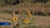 16x9 Image
