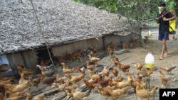 Việt Nam là một trong những nước có số người tử vong vì cúm gia cầm nhiều nhất tại Đông Nam Á
