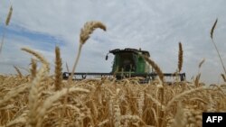 资料照片：俄罗斯南部斯塔夫罗波尔地区，农民在一个麦田里用联合收割机收割庄稼。（2014 年7 月9日）
